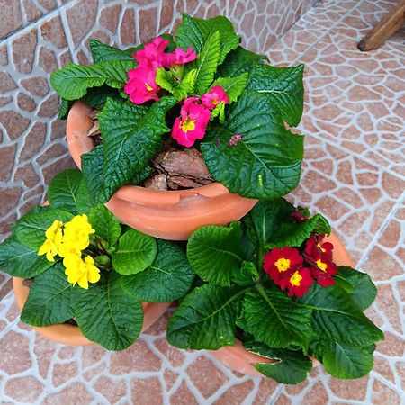 Água de Alto Casa Da Rosarinhaヴィラ エクステリア 写真